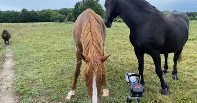 Buscador de metales frente a un prado con caballos, en primavera